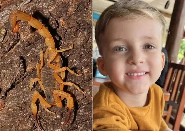 Imagem de Criança de 3 anos morre após picada de escorpião