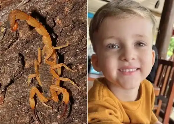 Imagem de Criança de 3 anos morre após picada de escorpião