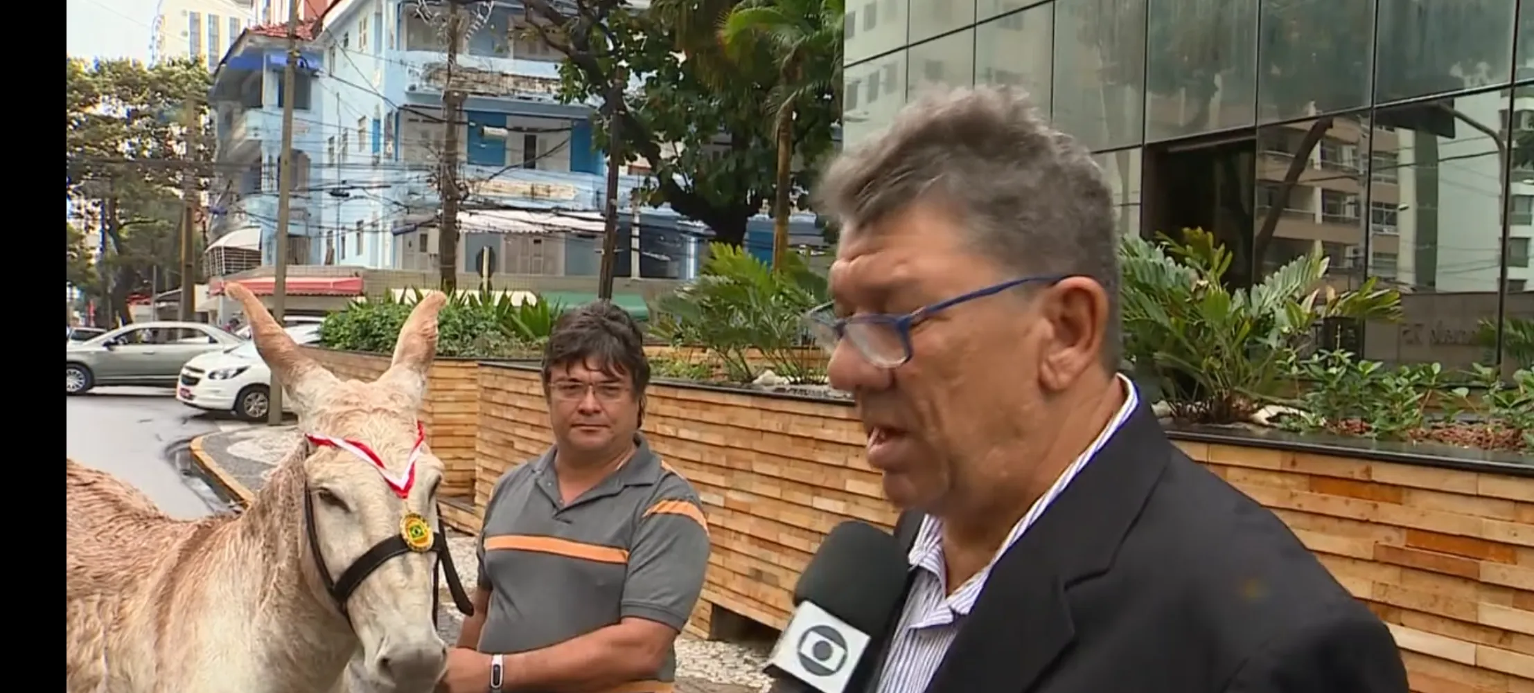 Imagem de Rede Globo mostra jumento diplomado como "melhor prefeito" e expõe fragilidade da principal credencial de ACM Neto