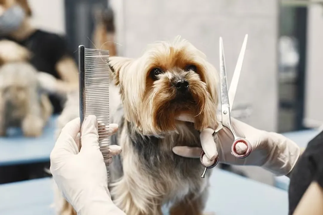 Imagem de Pet shops podem ser obrigados a ter câmeras em locais de banho e tosa