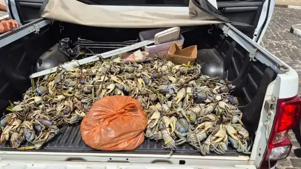 Imagem de Fiscalização apreende mais de 1,5 mil caranguejos no sul da Bahia