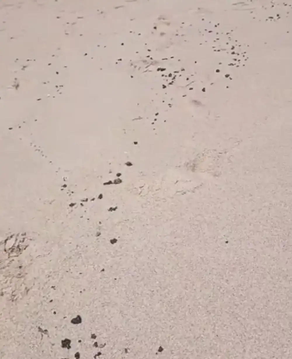 Imagem de Manchas de óleo voltam a aparecer em praias de Salvador; Limpurb recolheu 1 kg do material