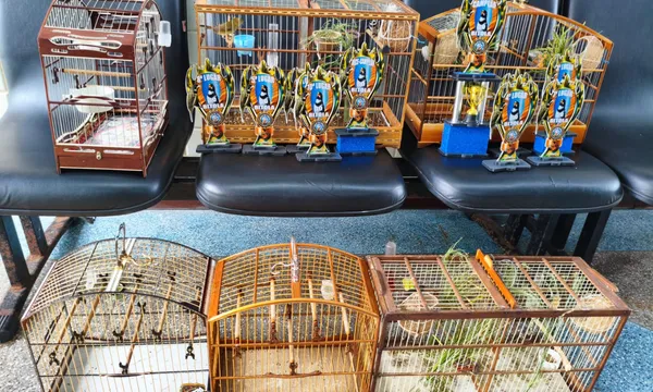 Imagem de Operação Força Total: trio é preso por cativeiro ilegal de aves em Salvador