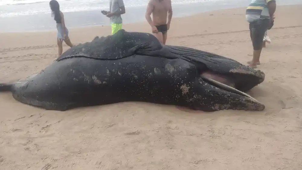 Imagem de Filhote de baleia é encontrado morto em praia na Região Metropolitana de Salvador