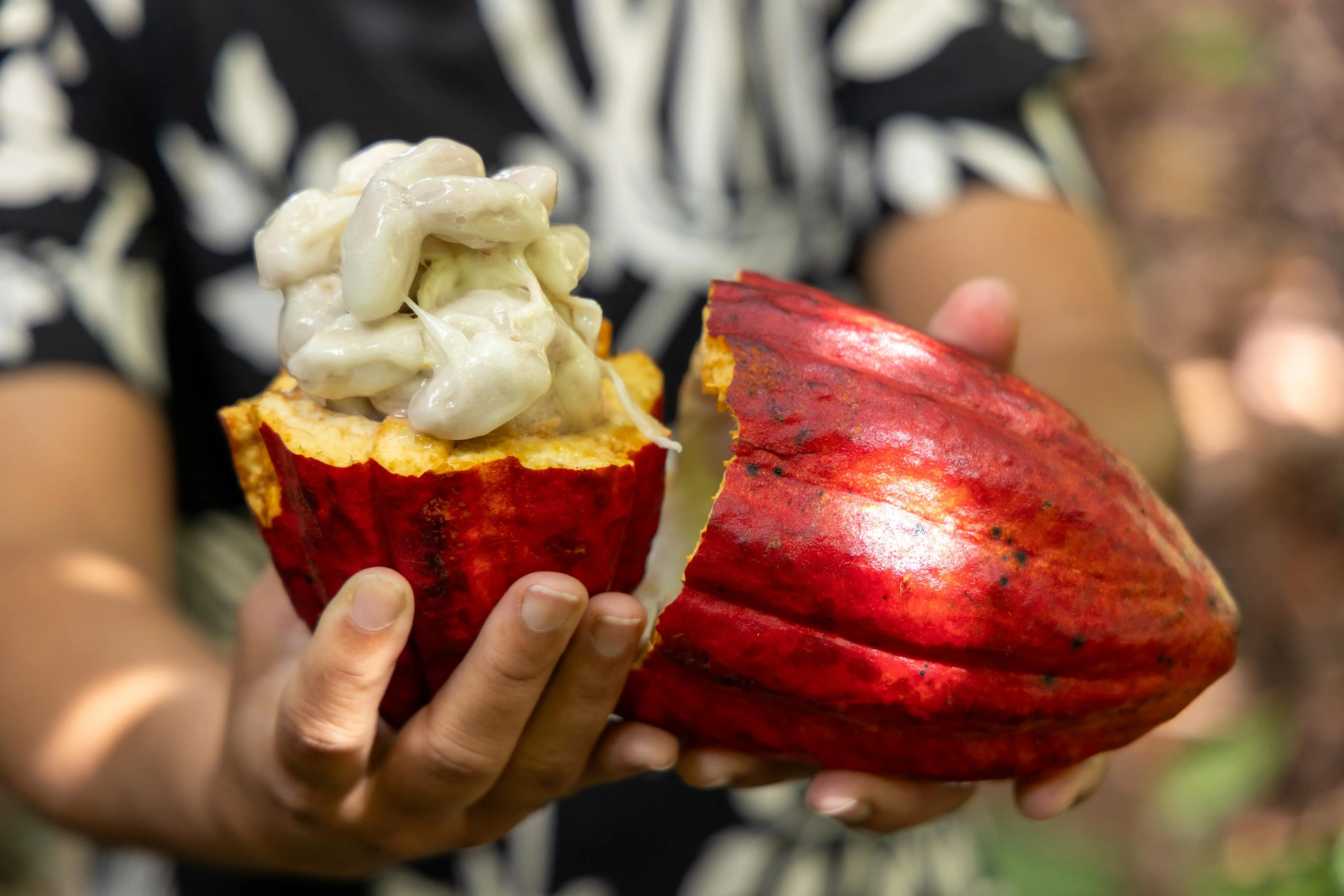 Imagem de PL do Cacau incorpora propostas articuladas pela Bahia e avança no Congresso